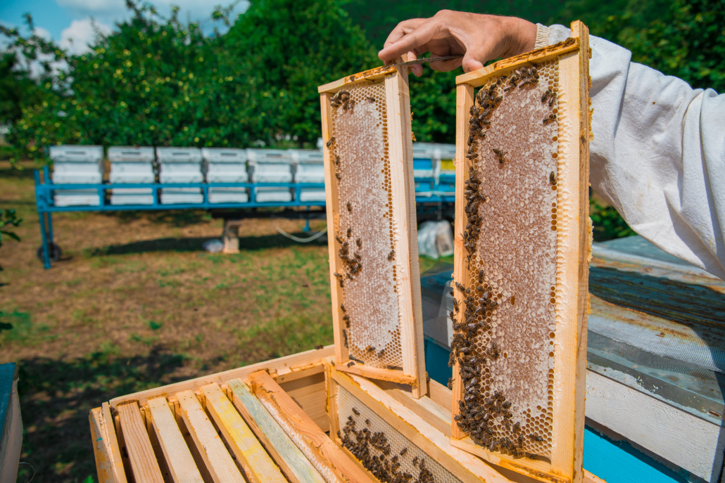 Centrul de Calificare și Pregătire Profesională organizează cursuri de apicultor